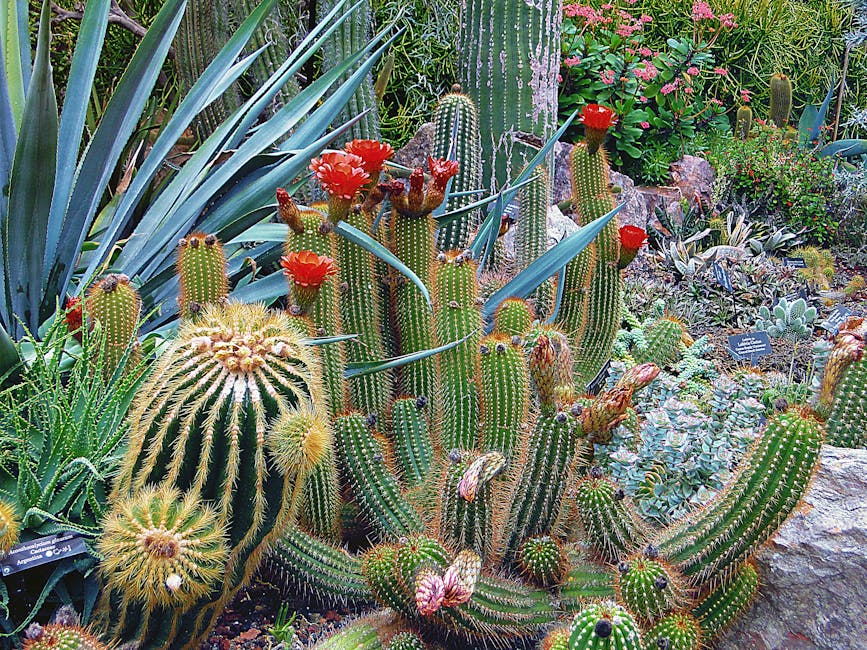 Close-up of Cactus