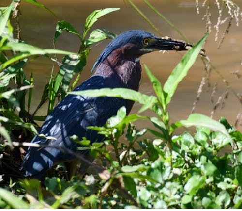 Green Heron Snacking 