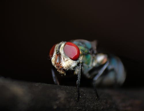 Housefly Eye