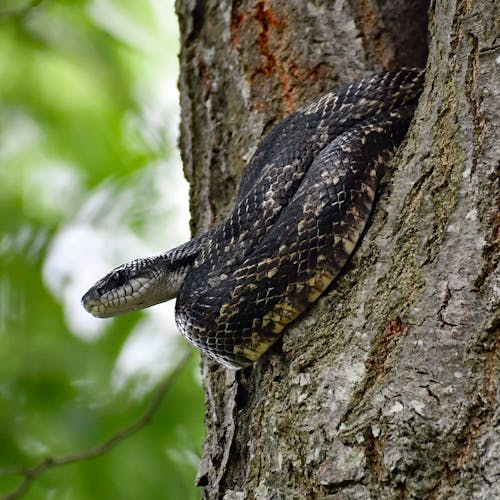 Water Snake in a Tree 