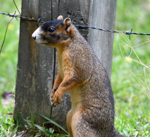 Fox Squirrel 