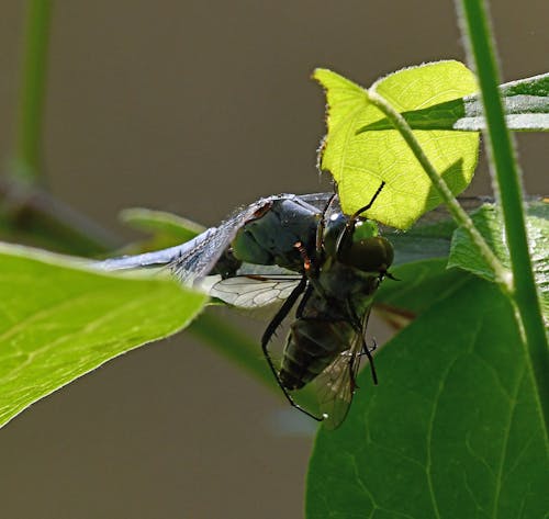 Dragon Fly having a Snack 