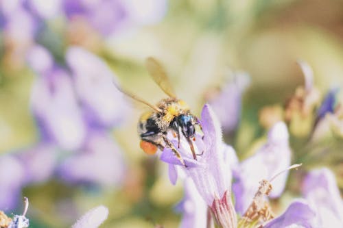 A bee is sitting on a purple flower