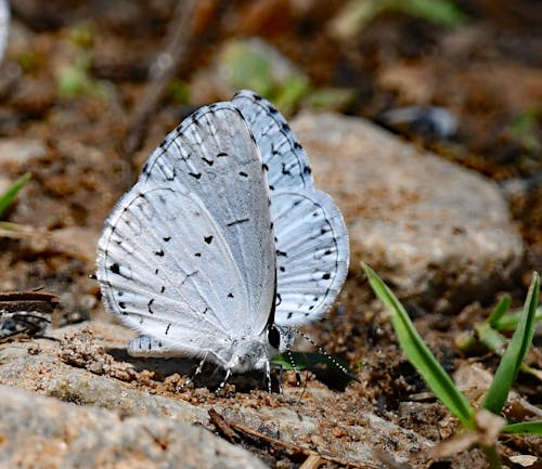 Blue Moth 