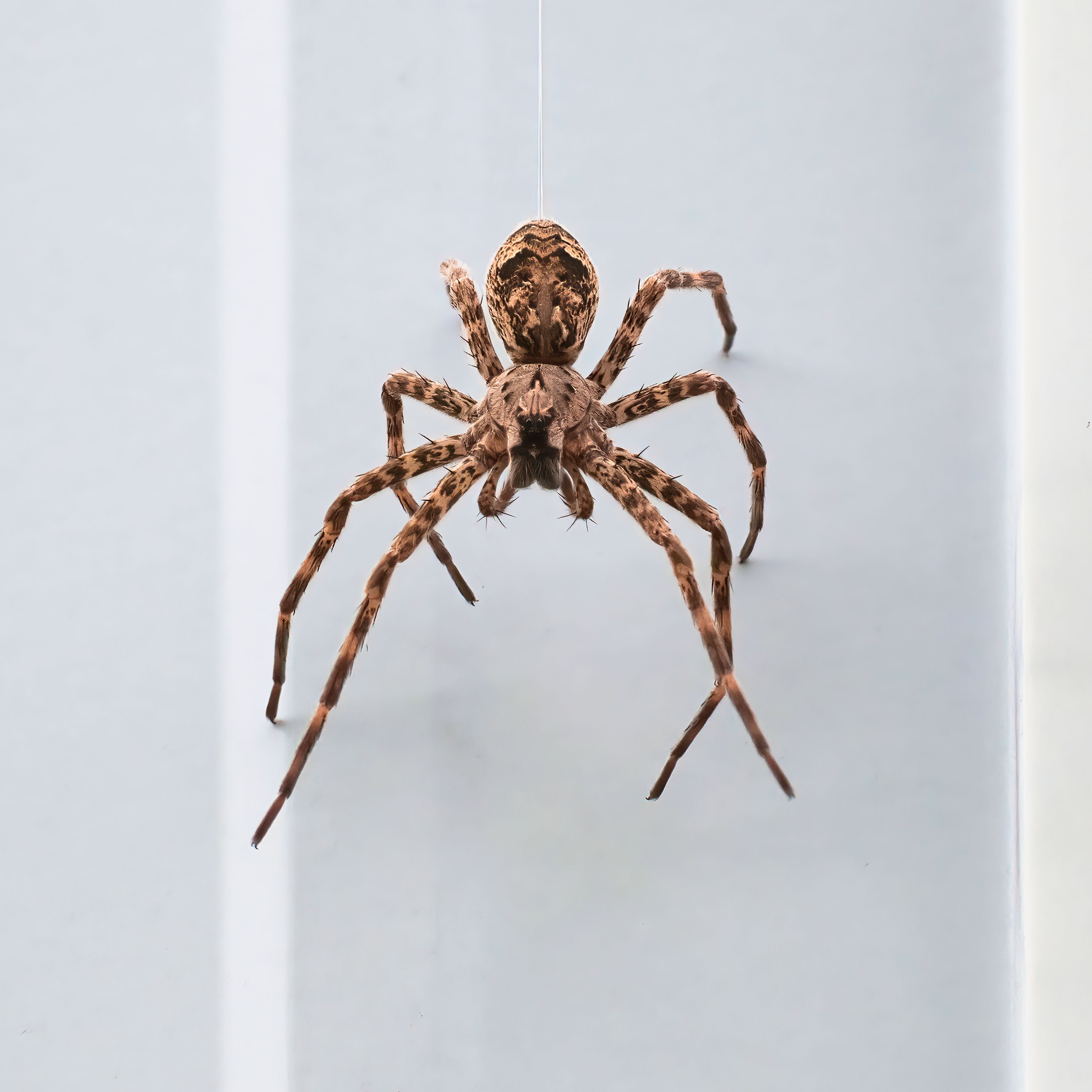 Brown Spider on a White Background