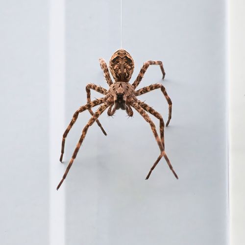 Free Detailed close-up of a brown spider hanging from its web on a white background. Stock Photo