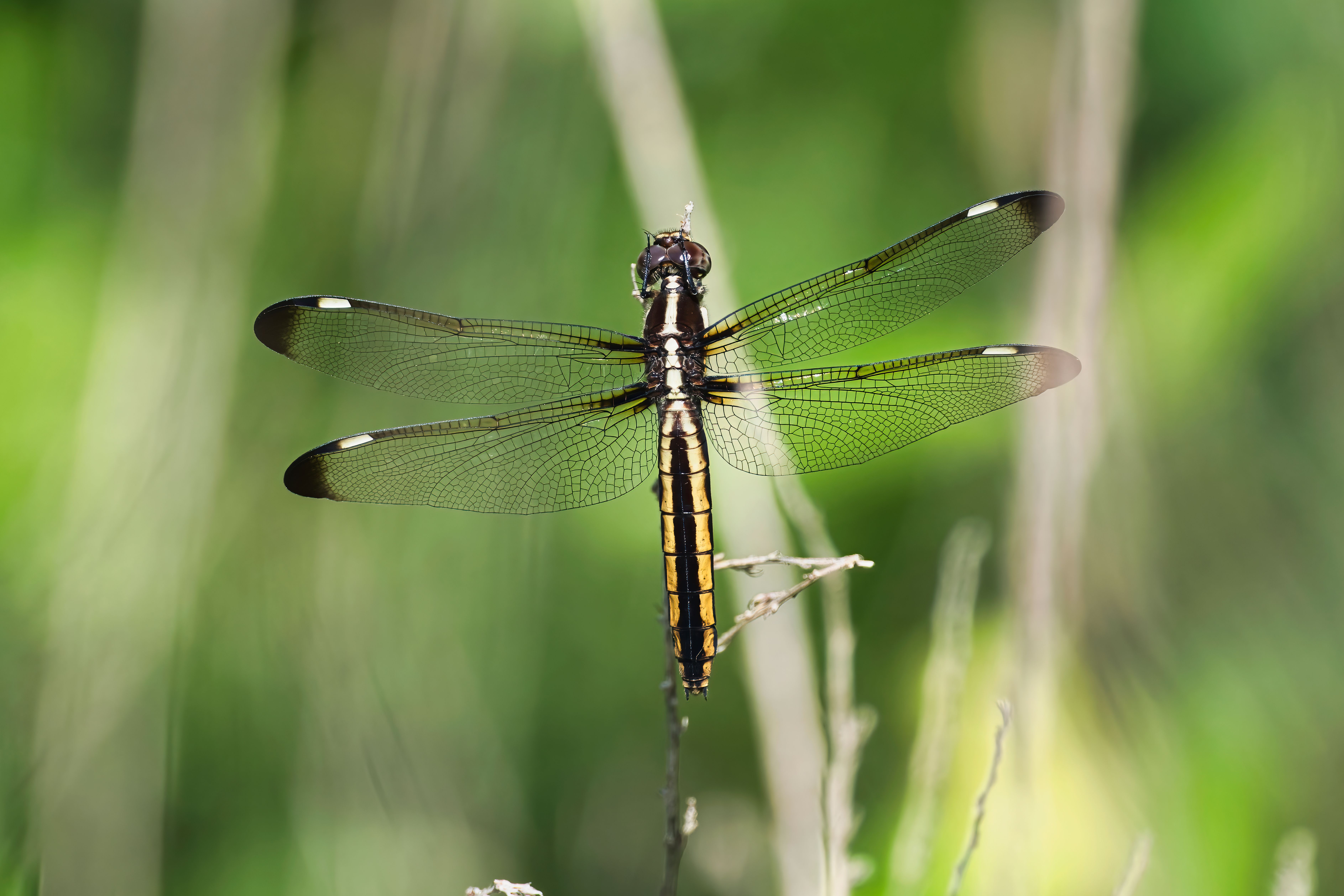 Back View of a Dragonfly Flying · Free Stock Photo