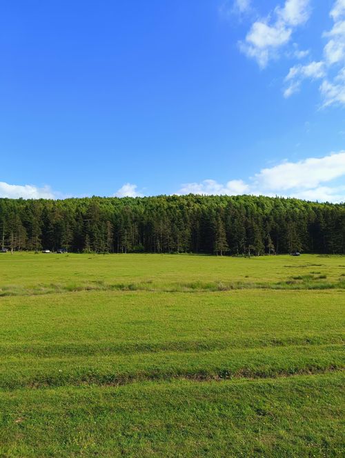 Free Peaceful meadow with towering green forest under a clear blue sky. Stock Photo