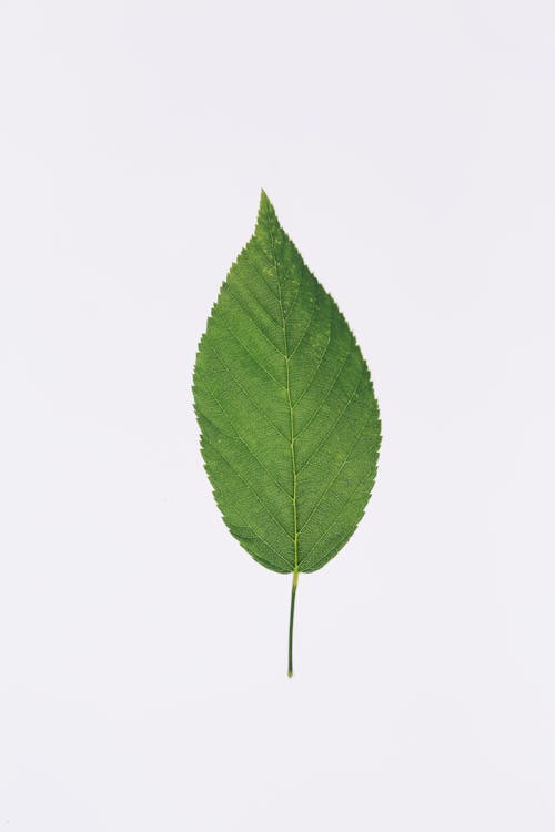 Photo of a green leaf