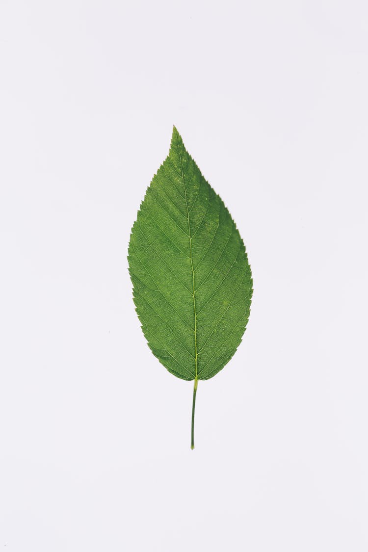 Photo Of A Green Leaf