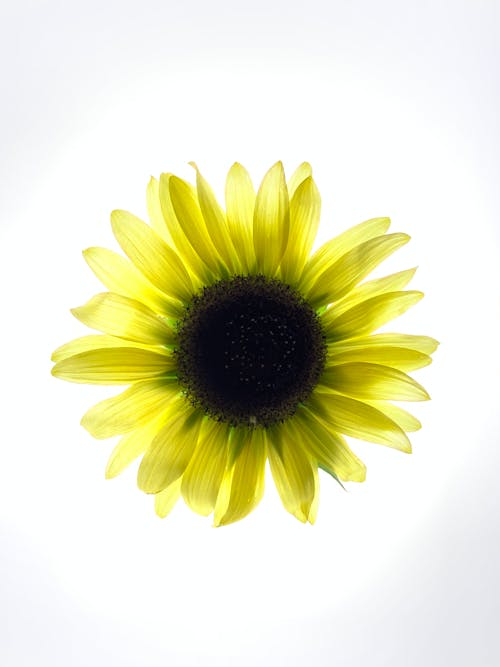 Yellow Blooming Sunflower