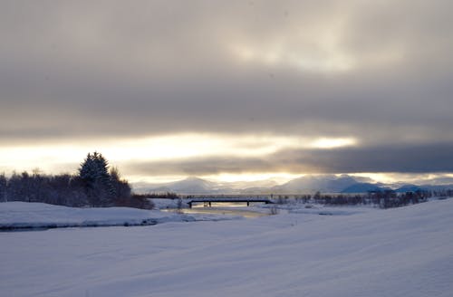 Бесплатное стоковое фото с белый, деревья, исландия
