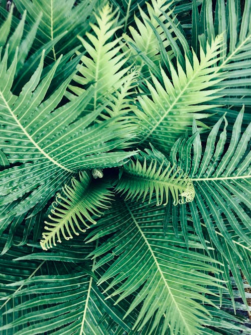 Линейное растение с зелеными листьями