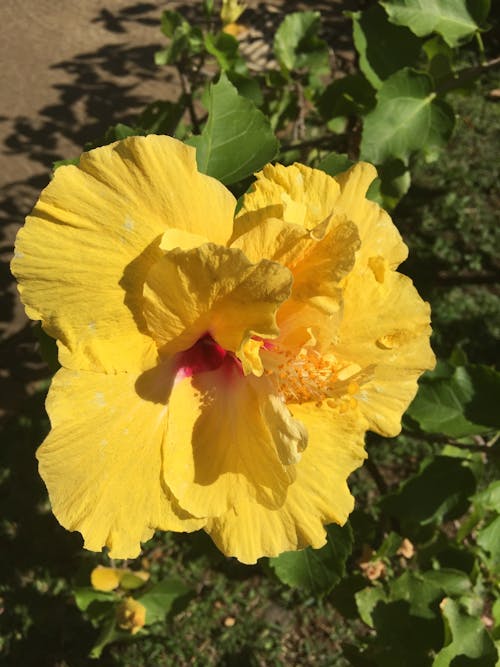 Free stock photo of beautiful flower, hibiscus, yellow flower