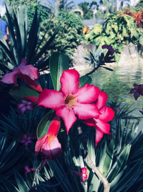 Free stock photo of pink flower