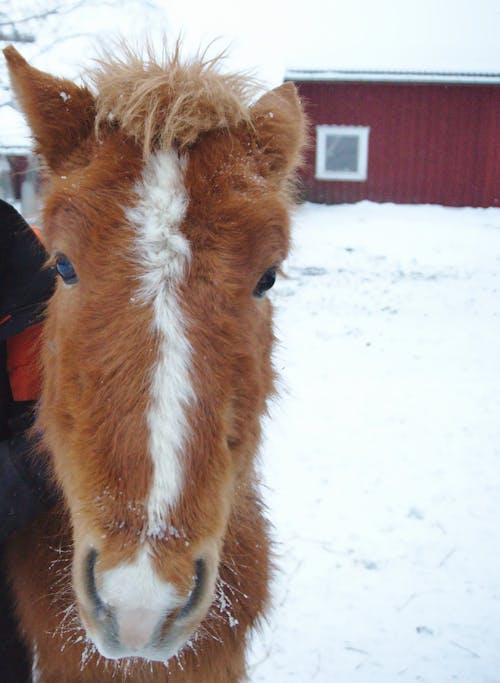アイスランド, アイスランドの馬, オレンジの無料の写真素材