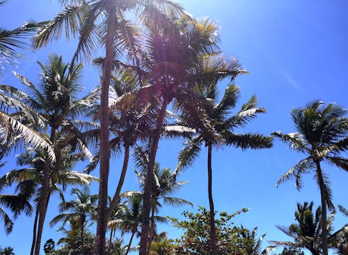 Free stock photo of caribbean, coconut trees, island