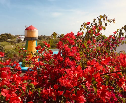 Δωρεάν στοκ φωτογραφιών με bougainvilleas, ανθόκηπος