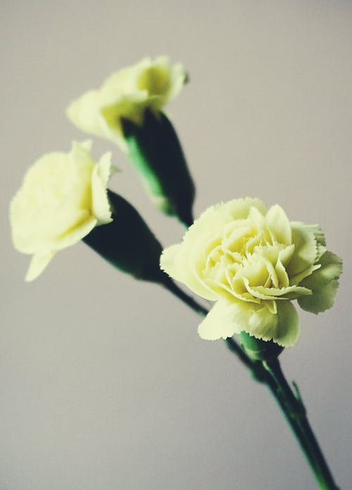 Three Yellow Flowers