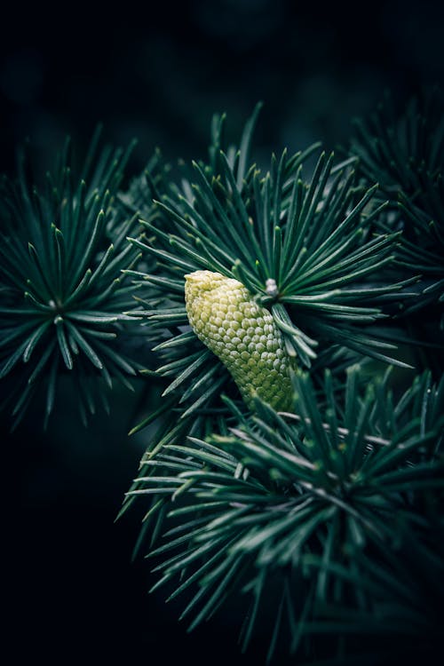 A close up of a young green cone and needles of a Blue Atlas Cedar