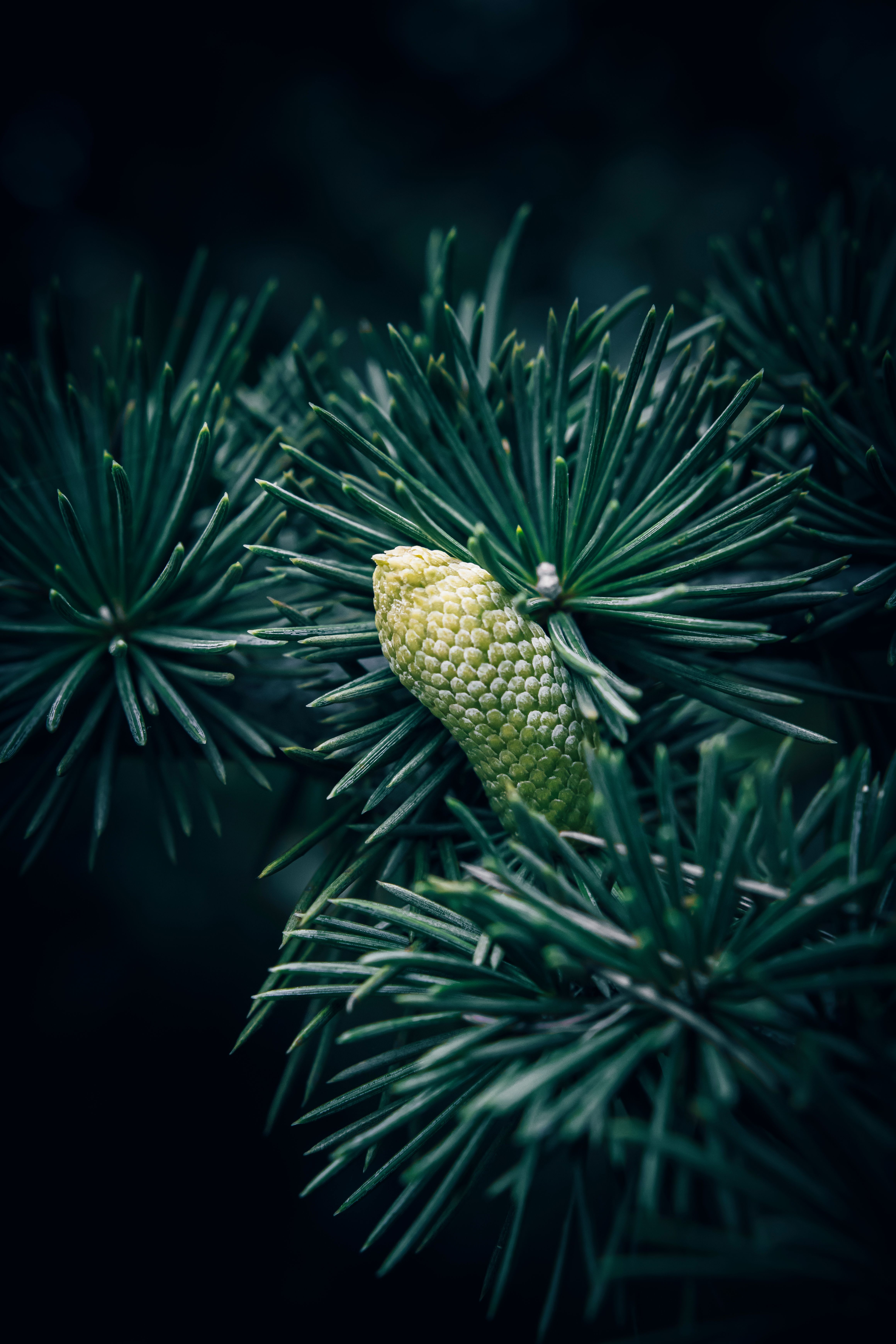 Close up of a Tree with a Cone · Free Stock Photo