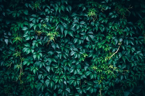 Dark green Japanese creeper leaves texture