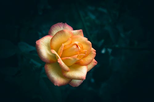 A close up of a yellow and orange rose in bloom