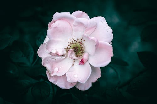 A close up of a white and pink Dog Rose flower in bloom