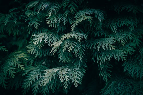 A close up of White Cedar branches