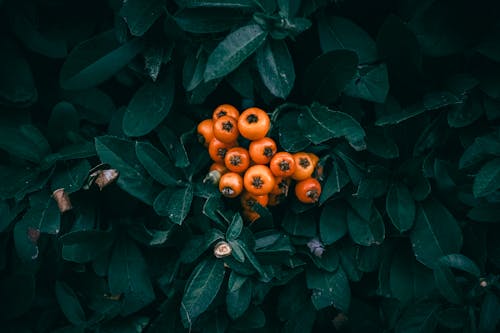 A close up of bright orange Firethorn berries and green leaves