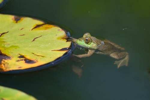 Frog and Water Lily