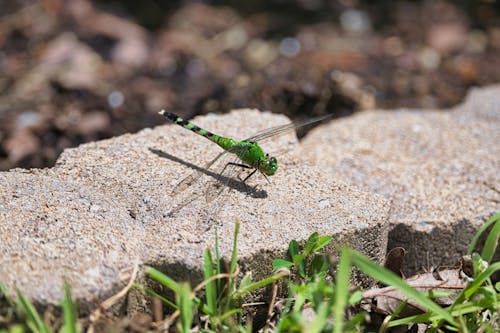 Hembra De Libélula Pondhawk Oriental