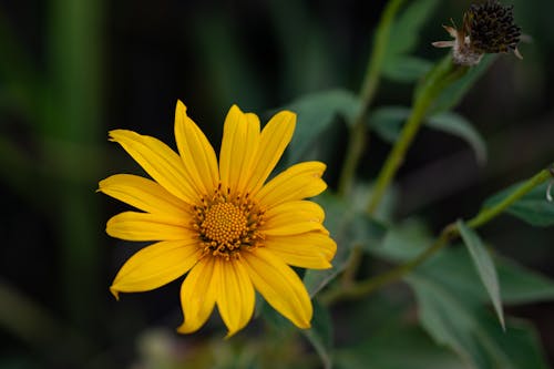 Ilmainen kuvapankkikuva tunnisteilla auringonkukka, hyönteinen, kasvikunta