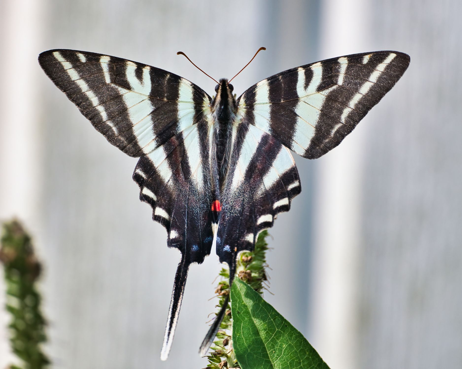 Zebra Swallowtail Butterfly Free Stock Photo zebra-swallowtail-butterfly-free-stock-photo