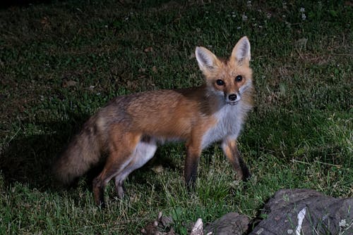 Red fox hunting at night.