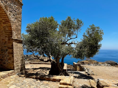 kale, zeytin içeren Ücretsiz stok fotoğraf