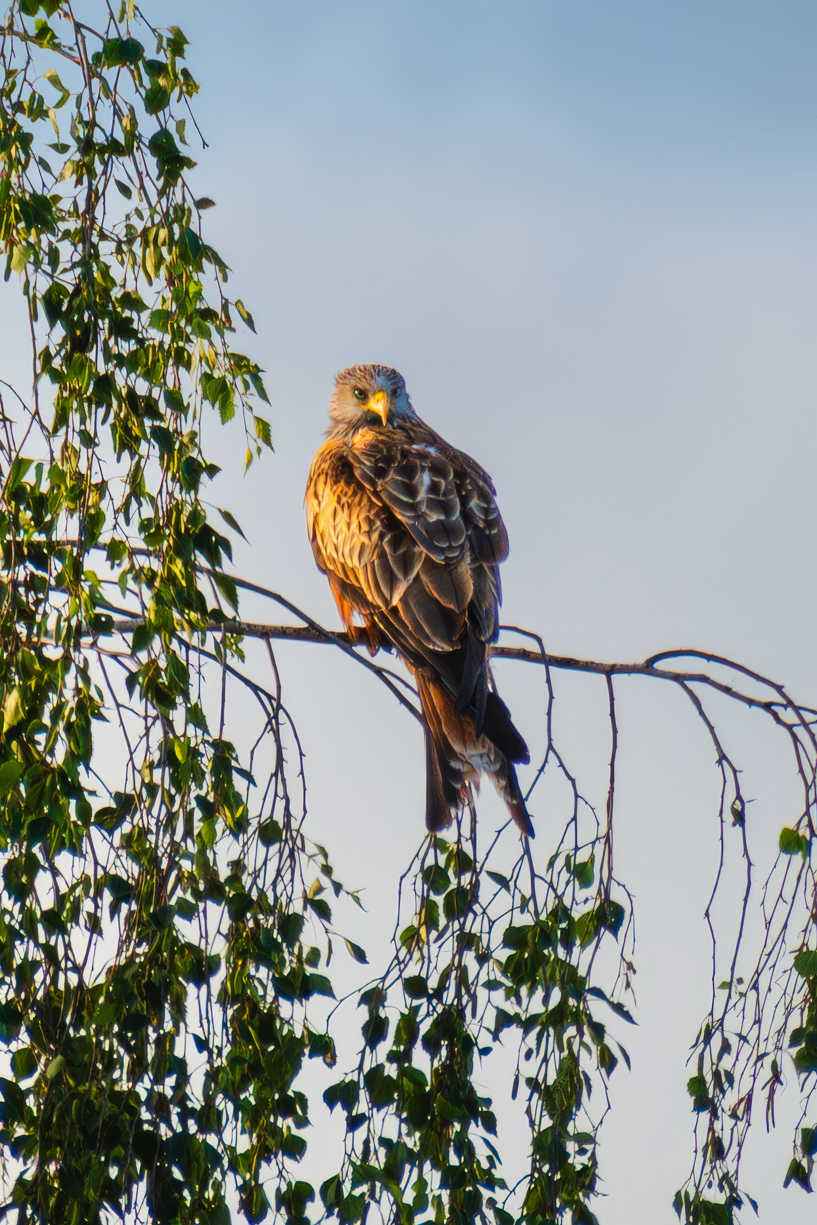 A bird is perched on a branch · Free Stock Photo
