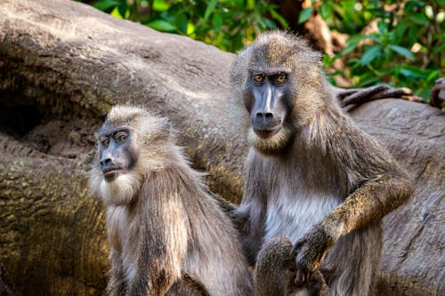 Two baboons sitting on a log in the woods