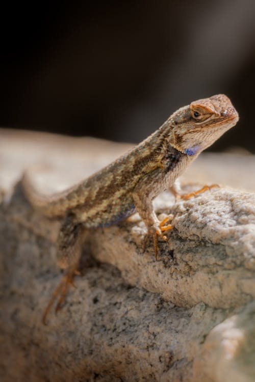 Western Fence Lizard Photos Download The BEST Free Western Fence western-fence-lizard-photos-download-the-best-free-western-fence