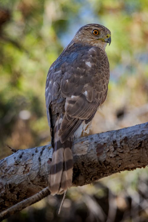 Coopers Hawk đậu