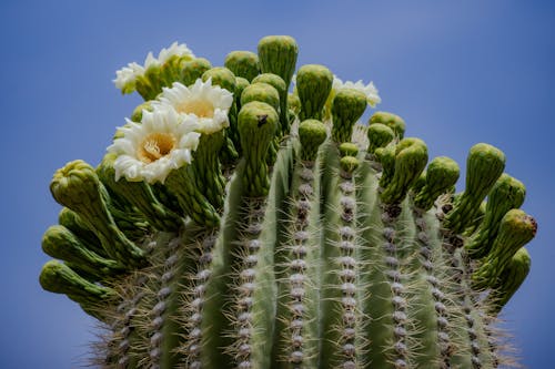 Blooming Saguaro