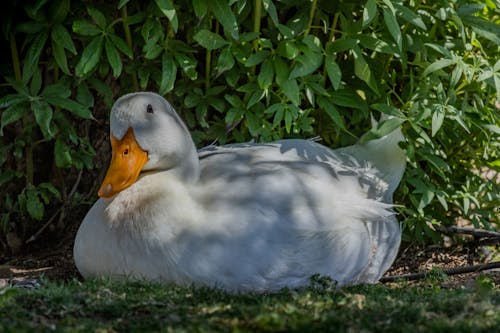 Безкоштовне стокове фото на тему «pekin duck, впритул, дзьоб»