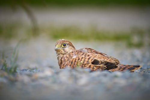A bird sitting on the ground with its eyes closed