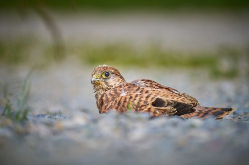 Free A European kestrel resting on a gravel surface in a natural setting. Stock Photo
