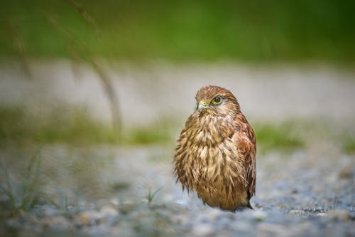 Darmowe zdjęcie z galerii z fotografia przyrodnicza, fotografia zwierzęcia, natura