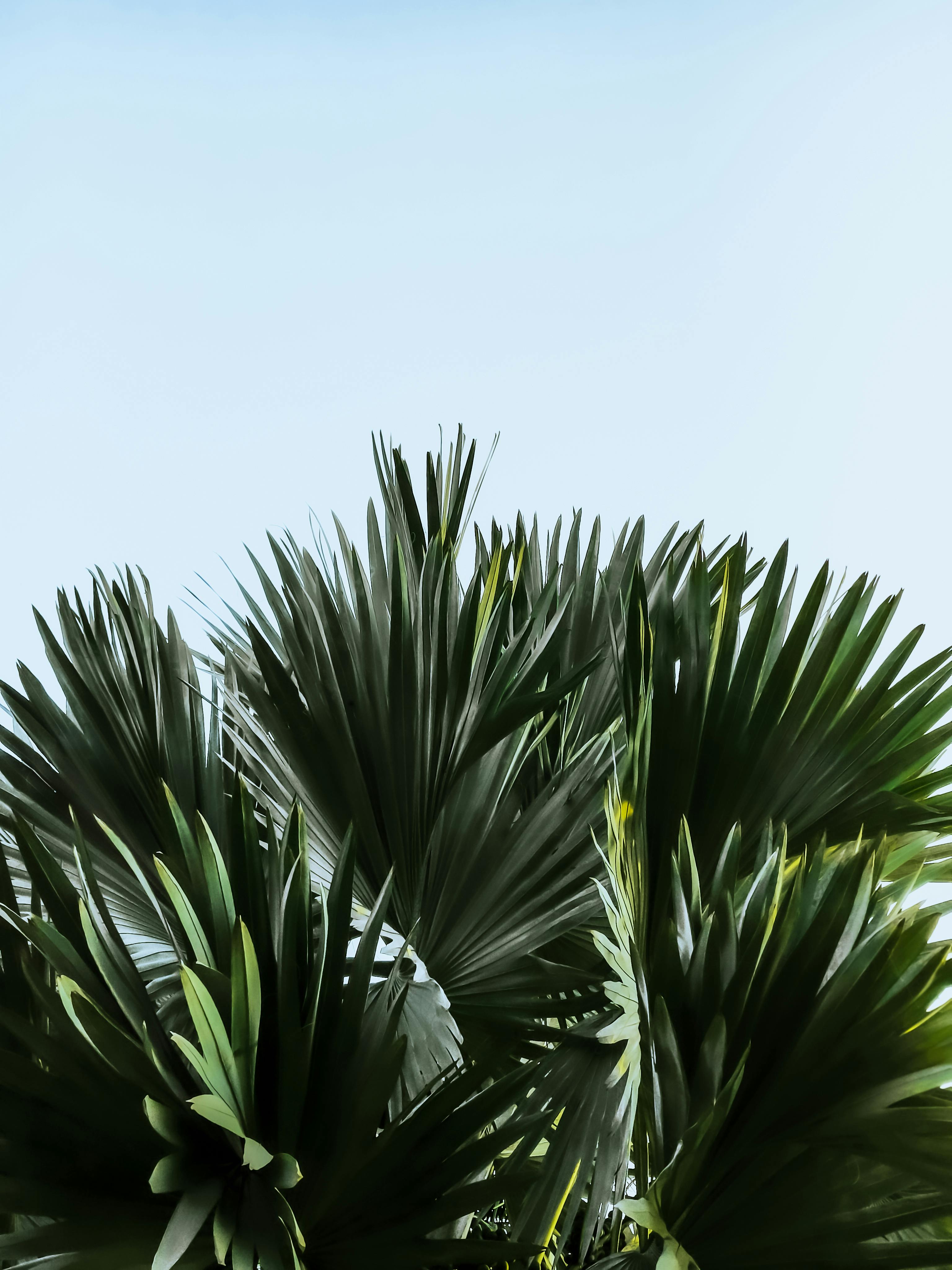 Gratis Immagine gratuita di @all'aperto, ambiente, botanica Foto a disposizione