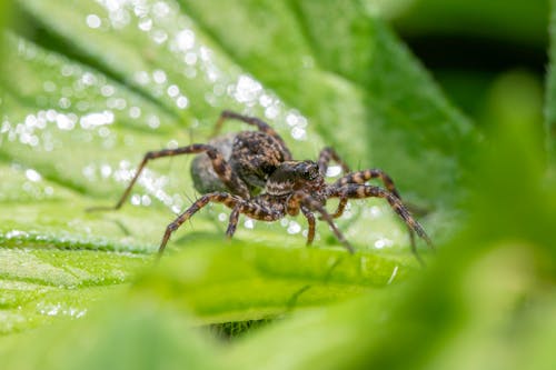 가시버섯 리그나리아, 거미, 거미 생태의 무료 스톡 사진