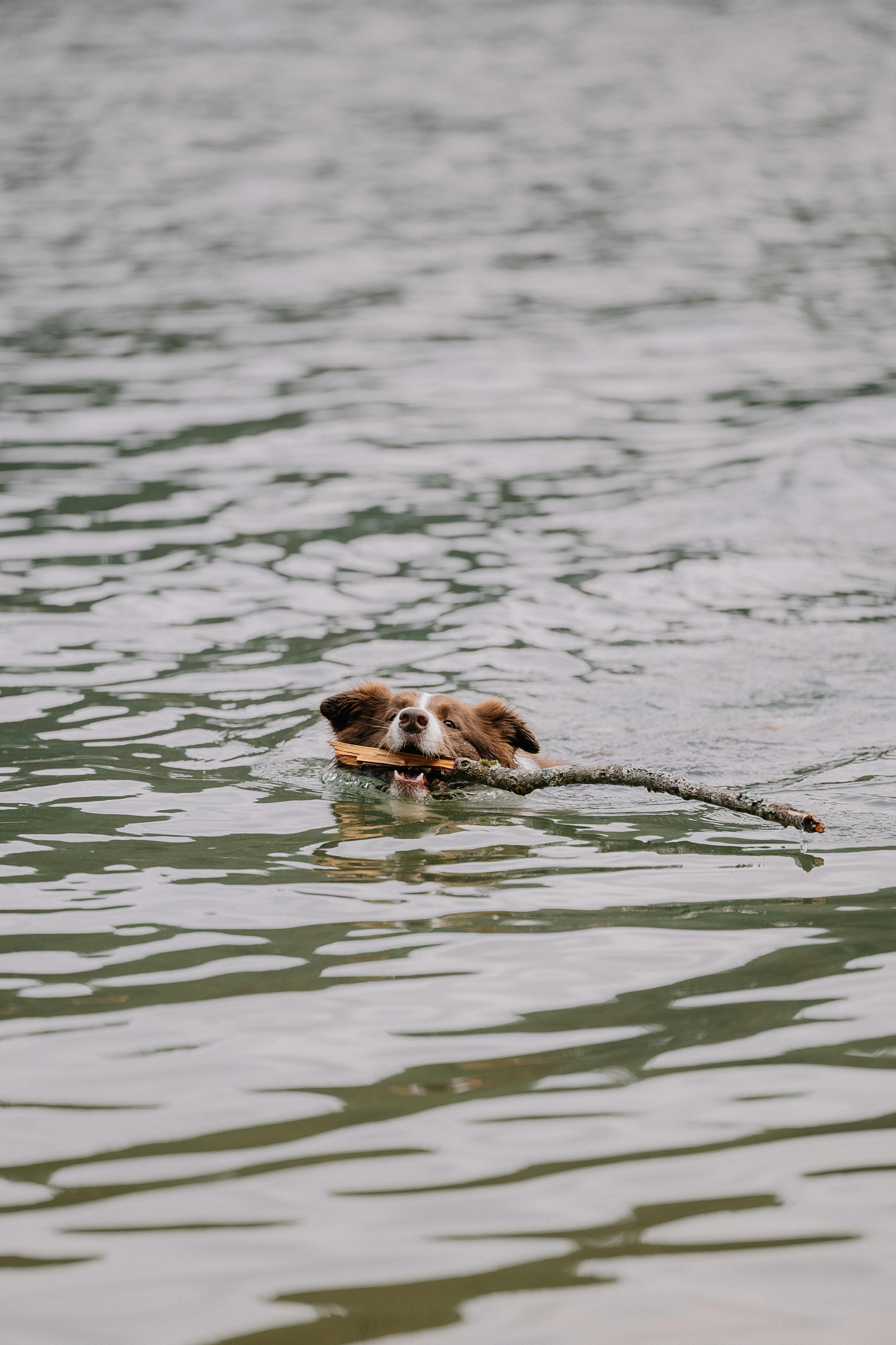 dog swimming with a branch in his mouth