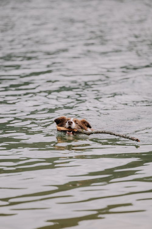 A dog swimming in the water with a stick