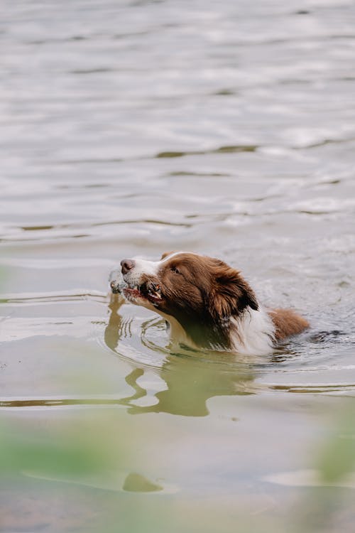 A dog swimming in the water with a fish in its mouth